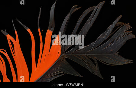Cacatoès noir à queue rouge (Calyptorhynchus banksii) plumes de queue contre l'arrière-plan noir. Banque D'Images