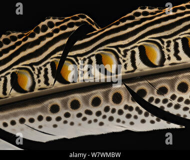 Grand (Argusianus argus faisan argus) plume d'aile sur fond noir. Banque D'Images