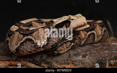 La vipère du Gabon (Bitis gabonica) Banque D'Images