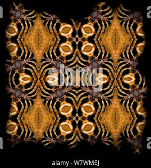 Motif kaléidoscope formé à partir de photo de Centipede (Chilopoda sp) pour le NAT GEO SOUS EMBARGO JUSQU'À la fin de 2015 Banque D'Images