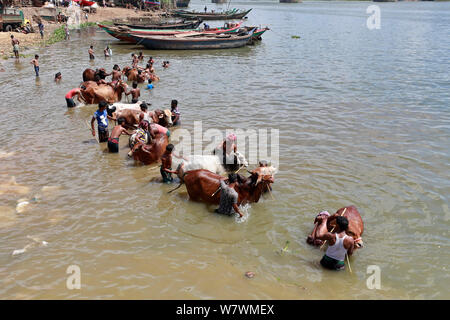Dhaka, Bangladesh - Juillet 06, 2019 : bovins bangladais trader est lave sa vache à la banque de la rivière Buriganga à attirer le client pour l'assurance-emploi Banque D'Images