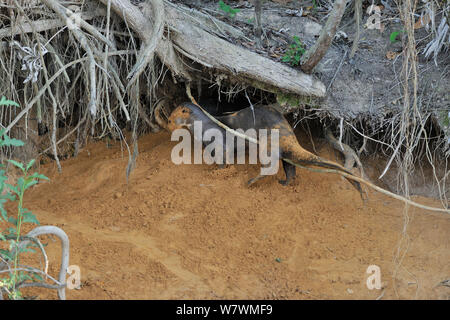 La loutre géante (Pteronura brasiliensis) près de sa tanière en Piquiri River Pantanal, Mato Grosso, l'ouest du Brésil. Banque D'Images