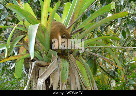 Coati (Nasua nasua) se nourrissent dans une forêt tropicale atlantique montagnarde, Broméliacées, Serra Bonita' Réserve Patrimoine Naturel (RPPN Serra Bonita), municipalité de Camacan, le sud de l'Etat de Bahia, l'Est du Brésil. Banque D'Images