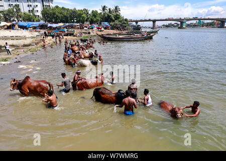 Dhaka, Bangladesh - Juillet 06, 2019 : bovins bangladais trader est lave sa vache à la banque de la rivière Buriganga à attirer le client pour l'assurance-emploi Banque D'Images