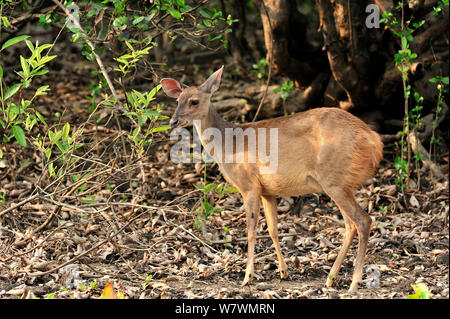 Red Deer Brocket (Mazama americana) à la rivière Pixaim, Pantanal de Mato Grosso, Mato Grosso, l'ouest du Brésil. Banque D'Images