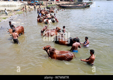 Dhaka, Bangladesh - Juillet 06, 2019 : bovins bangladais trader est lave sa vache à la banque de la rivière Buriganga à attirer le client pour l'assurance-emploi Banque D'Images