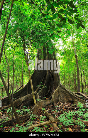 Arbre aux racines contrefort à Varzea forêt inondée en saison sur la rive du lac Mamiraua, Réserve de développement durable Mamiraua, Alvaraes, Amazon, l'état d'Amazonas, dans le nord du Brésil. Banque D'Images