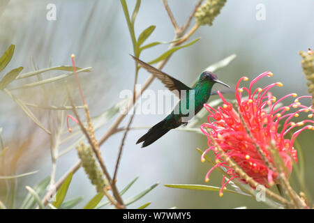Violet-capped Woodnymph (Thalurania glaucopis) se nourrissant de Grevillea banksii fleurs (natif de l'Australie) dans les plaines du sud de Bahia la Forêt Tropicale Atlantique, Estacao Veracel à caractère privé et Patrimoine canadien, municipalité de Santa Cruz de Cabralia, Etat de Bahia, l'Est du Brésil. Banque D'Images