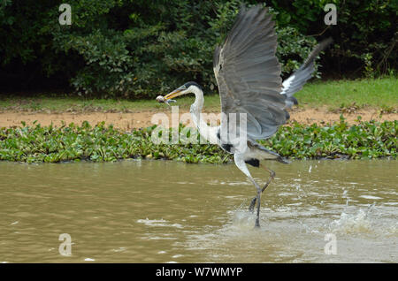 Le Héron Cocoi (Ardea cocoi) capture d'un poisson à la rivière Pixaim, Pantanal de Mato Grosso, Mato Grosso, l'ouest du Brésil. Banque D'Images