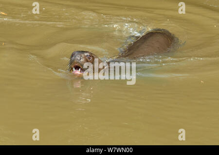 La loutre géante (Pteronura brasiliensis) dans la rivière Piquiri Pantanal, Mato Grosso, l'ouest du Brésil. Banque D'Images