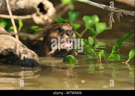 La loutre géante (Pteronura brasiliensis) dans la rivière Piquiri Pantanal, Mato Grosso, l'ouest du Brésil. Banque D'Images