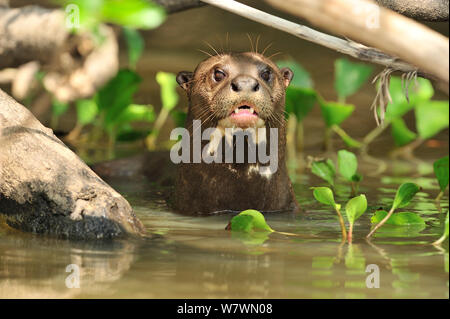 La loutre géante (Pteronura brasiliensis) dans la rivière Piquiri Pantanal, Mato Grosso, l'ouest du Brésil. Banque D'Images