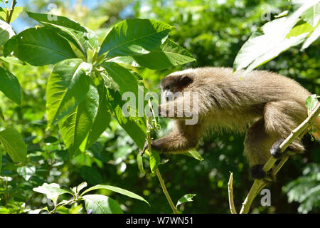 Bihoreau Singe Titi (Callicebus nigrifrons) randonnées, la Forêt Tropicale Atlantique, Sao Lourenço, le sud de l'État de Minas Gerais, Brésil. Banque D'Images