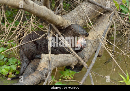 Neotropical loutre de rivière (Lontra longicaudis) manger un poisson, Pantanal, Mato Grosso, l'ouest du Brésil. Banque D'Images