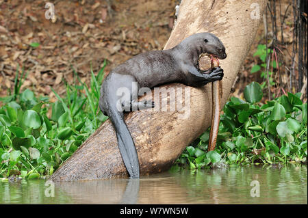 La loutre géante (Pteronura brasiliensis) manger un marécage marbré Anguille (Synbranchus marmoratus) dans la rivière Piquiri Pantanal, Mato Grosso, l'ouest du Brésil. Banque D'Images