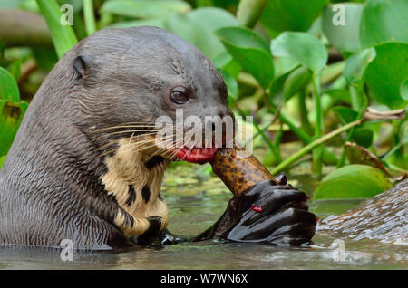 La loutre géante (Pteronura brasiliensis) manger un marécage marbré Anguille (Synbranchus marmoratus) dans la rivière Piquiri Pantanal, Mato Grosso, l'ouest du Brésil. Banque D'Images