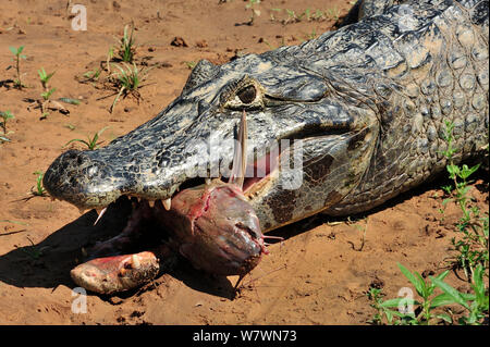 Le Paraguay Caiman (Caiman yacare) sur les poissons, feedin dans Piquiri River, Pantanal de Mato Grosso, Mato Grosso, l'ouest du Brésil. Banque D'Images