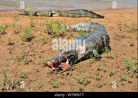 Le Paraguay Caiman (Caiman yacare) se nourrir de poissons, sur les rives de la rivière Piquiri, Pantanal de Mato Grosso, Mato Grosso, l'ouest du Brésil. Banque D'Images