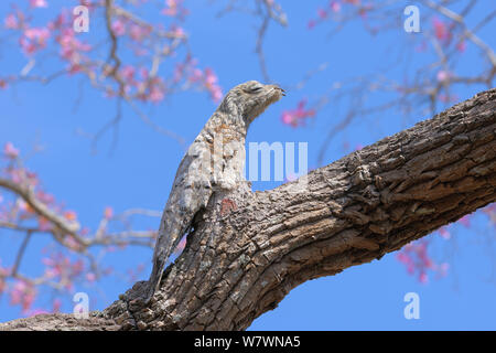 Great Potoo (Nyctibius grandis) perché sur une rose et camouflé Ipe Tabebuia ipe)Pantanal, Mato Grosso, l'ouest du Brésil. Banque D'Images