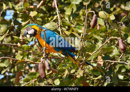 Ara bleu et jaune (Ara ararauna) perché dans l'arbre, Pantanal, Brésil. Banque D'Images