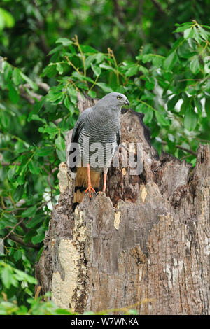 Crane Hawk (Geranospiza caerulescens) près de la rivière Pixaim, Pantanal de Mato Grosso, Mato Grosso, l'ouest du Brésil. Banque D'Images