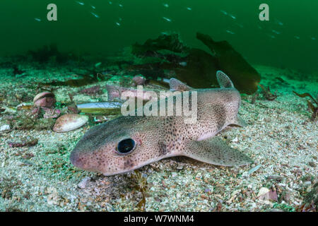 L'bourses (Scyliorhinus canicula) reposant sur les fonds dans le canal entre deux îles. Îles Shetland, Ecosse, îles britanniques, juillet. Nord-est de l'océan Atlantique. Banque D'Images