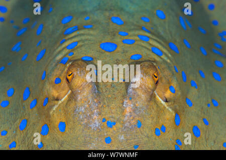 Détails d'un vieux Bluespotted stingray (Taeniura lymma) reposant sur le fond marin. Fury Shoal, l'Égypte. Mer Rouge Banque D'Images