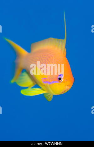 Portrait de femme Scalefin anthias (Pseudanthias squamipinnis) natation en eau libre, Ras Katy. Charm El Skeikh, Sinaï, Égypte. Golfe d'Aqaba, sur la mer Rouge. Banque D'Images