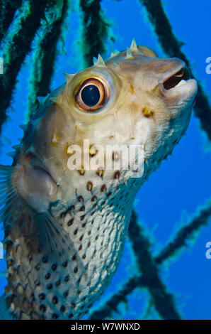 Porcs-épics (Diodon hystrix) mise à l'abri à l'intérieur aménagement dans Na&# 39;ama Bay, Sharm El Sheikh, Sinaï, Égypte. Golfe d'Aqaba, sur la mer Rouge. Banque D'Images