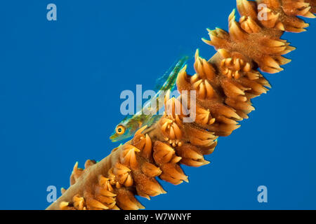 Corail Fil (Bryaninops youngei) sur le fil jaune (Cirripathes anguina corail) Les Alternatives, Sha&# 39;ab Mahmood, Sinaï, Égypte. Mer Rouge. Banque D'Images