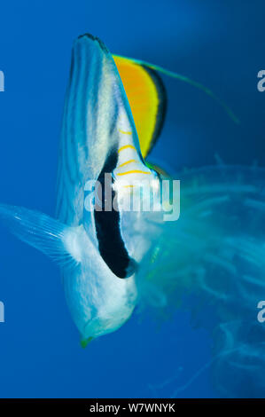 Threadfin médiocre (Chaetodon auriga) se nourrissent de méduses cténophore. Charm el-Cheikh, Sinaï, Égypte. Golfe d'Aqaba, sur la mer Rouge. Banque D'Images