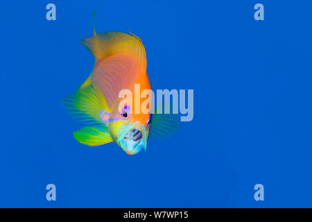 Portrait de femme Scalefin anthias (Pseudanthias squamipinnis) se nourrissent de zooplancton dans l'eau ouverte. Ras Katy, Sinaï, Égypte. Golfe d'Aqaba, sur la mer Rouge. Manipulé - toile et l'extension. rotation Pas de changement de sujet. Banque D'Images