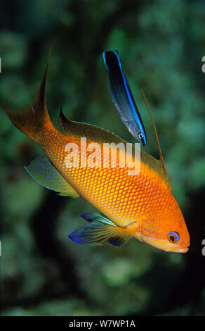 Femme Scalefin anthias (Pseudanthias squamipinnis) est nettoyé par de jeunes cleaner wrasse (Labroides dimidiatus) Petite fissure, Sha&# 39;ab Mahmud, Sinaï, Égypte. Mer Rouge. Banque D'Images