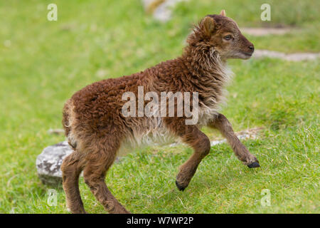 Moutons Soay (Ovis aries) Agneau d'exécution. St Kilda, Hébrides extérieures, en Écosse. De juin. Banque D'Images