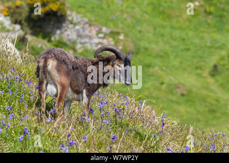 Moutons Soay (Ovis aries) alimentation ram parmi les jacinthes en fleurs (Hyacinthoides non-scripta). Lundy, Devon, Royaume-Uni. Mai. Banque D'Images