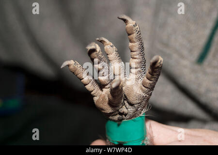 Entouré d'oiseaux d'un pied d'brown kiwi (Apteryx mantelli) détenus par l'écologiste. Flux limite l'île continentale, Hawkes Bay, Nouvelle-Zélande, octobre. Les espèces en voie de disparition. Banque D'Images