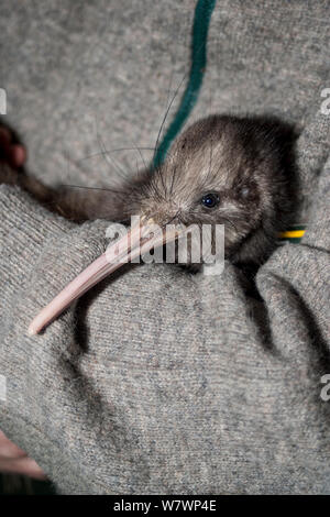 Les mâles adultes brown kiwi (Apteryx mantelli) détenus par l'écologiste, avec la tête et bill montrant les longues moustaches chat couleur ivoire et le projet de loi avec les narines placées à l'extrémité. Flux limite l'île continentale, Hawkes Bay, Nouvelle-Zélande, octobre. Les espèces en voie de disparition. Banque D'Images