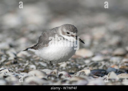 (Anarhynchus frontalis Wrybill immatures) reposant sur une jambe une shelly beach. Remarque la loi (toujours à droite) diagnostic de l'espèce. Miranda, Auckland, Nouvelle-Zélande, septembre. Les espèces vulnérables. Banque D'Images