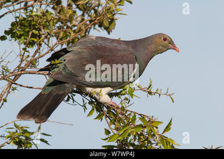 Hot New Zealand pigeon (Hemiphaga novaeseelandiae) en plumage usé perché sur une branche tout en se nourrissant des feuilles. Flux limite l'île continentale, Hawkes Bay, Nouvelle-Zélande, novembre. Banque D'Images