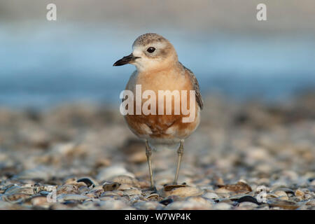 Les mâles adultes « récent de Nouvelle-Zélande (Charadrius aquilonius) en plumage nuptial sur une shelly beach. Miranda, Auckland, Nouvelle-Zélande, novembre. Banque D'Images