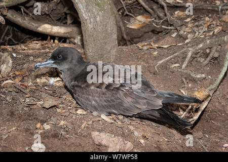 Wedge-tailed shearwater (Puffinus pacificus) sur le sol hors de son terrier de nidification. Meyer d'îlots, les îles Kermadec, Nouvelle-Zélande, novembre. Banque D'Images