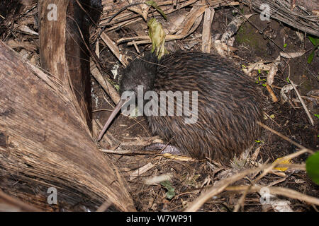 Le Nord de sub-adultes brown kiwi (Apteryx mantelli) blottis dans son endroit de repos dans la forêt. Peu d'île-barrière, Auckland, Nouvelle-Zélande, septembre. Les espèces en voie de disparition. Banque D'Images