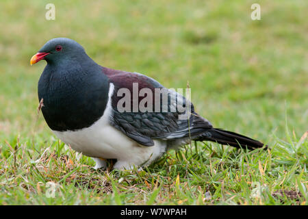 L'Île Chatham adultes pigeon (Hemiphaga chathamensis) se nourrissent de graminées et de trèfle sur le terrain. Tuku Valley, Chatham Island, Nouvelle-Zélande, novembre. Les espèces vulnérables. Banque D'Images