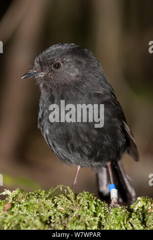 L'Île Chatham mâle black robin (Petroica goulet) perché sur un journal moussue. Bush caravane, Pitt Island, îles Chatham, Nouvelle-Zélande, novembre. Les espèces en voie de disparition. Banque D'Images