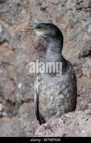 L'île Pitt immatures (Shag Phalacrocorax featherstoni) la mue dans son plumage d'adulte, se percher sur un rocher. Ecart de points, Chatham Island, Nouvelle-Zélande, novembre. Les espèces en voie de disparition. Banque D'Images