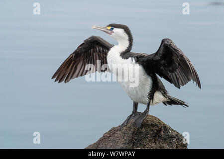 Grand Cormoran (Phalacrocorax varius) debout sur un rocher avec des ailes étendu le séchage. Christchurch, Canterbury, Nouvelle-Zélande, décembre. Banque D'Images