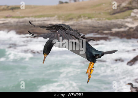 L'île Pitt adultes Shag (Phalacrocorax featherstoni) en vol, en plumage non-reproduction. Matarakau, Chatham Island, Nouvelle-Zélande, avril. Les espèces en voie de disparition. Banque D'Images