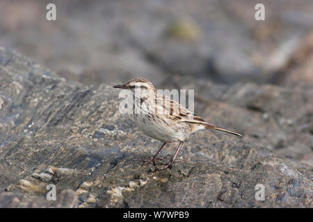 Nouvelle-zélande adultes Sprague (Anthus novaeseelandiae chathamensis) debout sur un rocher sur le rivage. Maunganui, plage de l'Île Chatham, Nouvelle-Zélande, avril. Banque D'Images