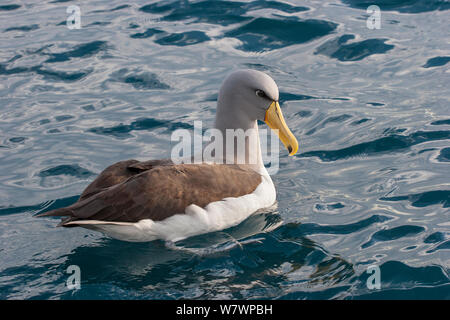 Des profils albatros des Chatham (Thalassarche eremita) assis sur l'eau montrant le jaune de diagnostic de loi avec la pointe. Au large de la côte est, Gisborne, Nouvelle-Zélande, août. Les espèces vulnérables. Banque D'Images