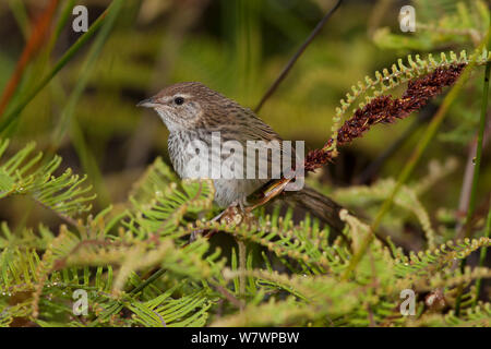 Fernbird immatures (Megalurus punctata) vealeae perché en fougère dense près du sol. Waipoua Forest, Northland, Nouvelle-Zélande, janvier. Banque D'Images